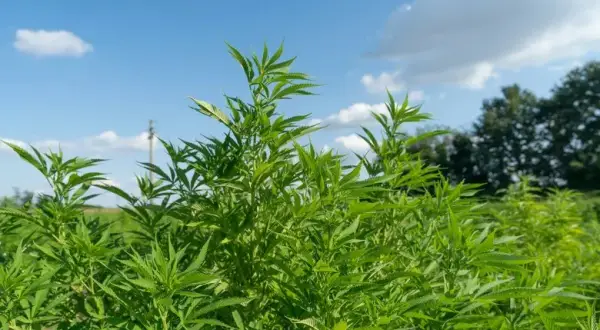 Cuándo plantar marihuanas exterior para evitar errores comunes