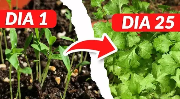 Cuando plantar cilantro: evita errores comunes y logra una cosecha perfecta