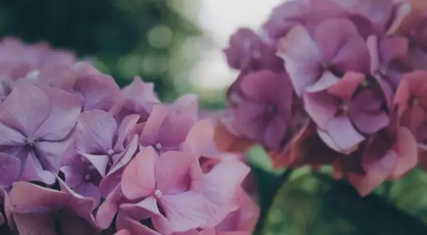 Cuidados de las hortensias en maceta para evitar su muerte prematura