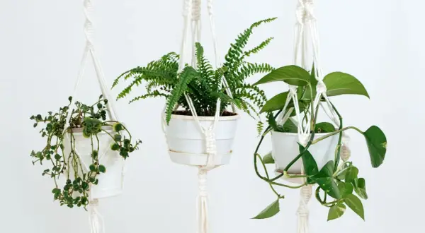Plantas que cuelgan: transforma tu hogar con estas opciones únicas