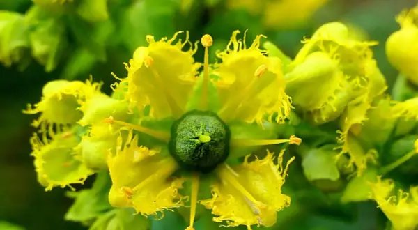 Plantas que ahuyentan moscas: mantén tu hogar libre de plagas