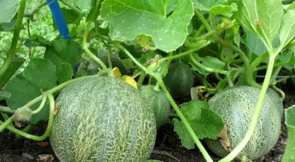 Cuándo se planta los melones: evita errores comunes en su siembra