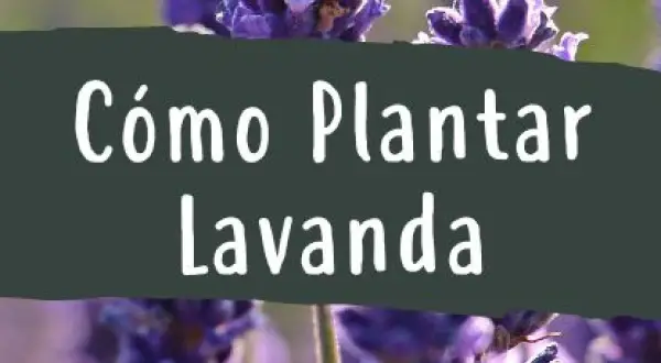 Cuando plantar lavandas: la clave para un jardín exitoso