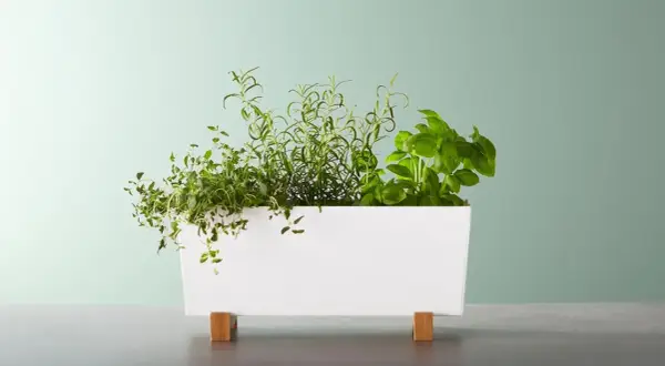 Macetas decorativas que transformarán tu hogar y jardín con estilo