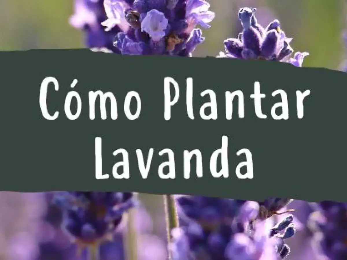 Cuando plantar lavandas: la clave para un jardín exitoso
